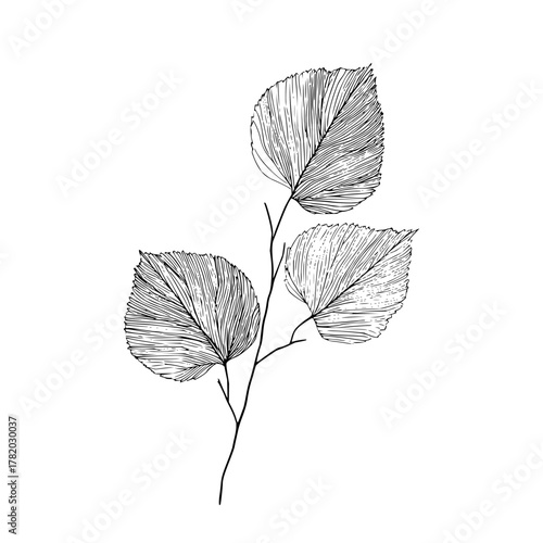 Botanical line art drawing of aspen leaves on branch for wall art and minimalist design element vector 100