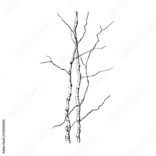 Birch tree drawing sketch vector illustration of bare winter branches for graphic design and decoration