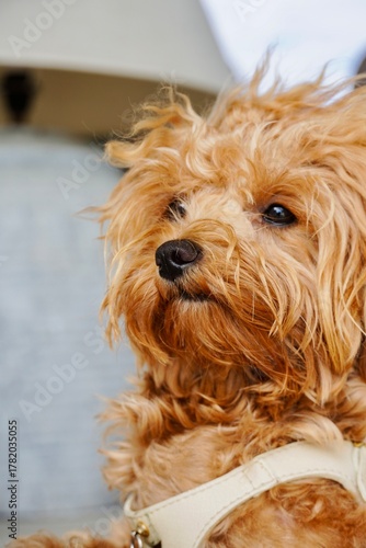 Fluffy Small Dog Close-Up with Messy Hair and Cute Expression, Natural Pet Portrait