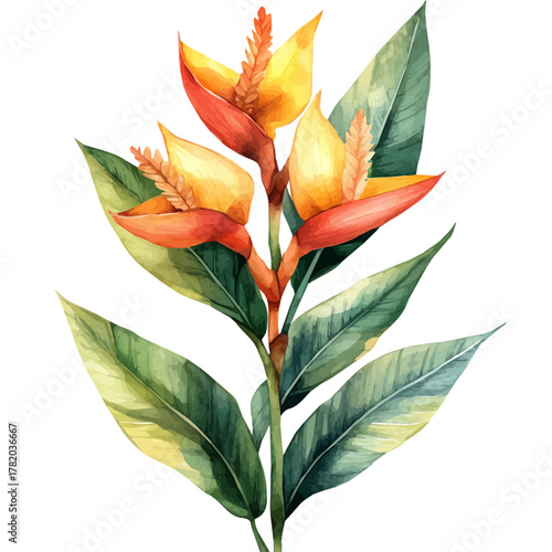 Heliconia Flower, watercolor drawing vector, isolated on a white background.