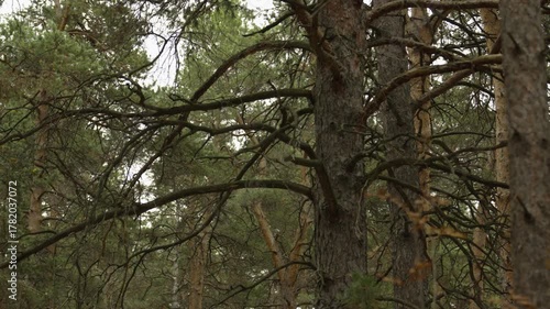 Textured branches of an ancient pine tree