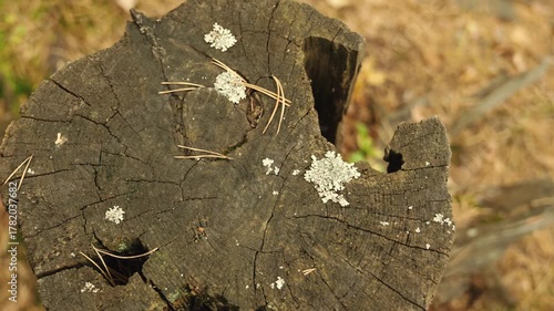 The sawn pine stump has already started to form moss and natural corrosion.