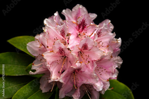 Tableau sur toile Rhododendron en fleur