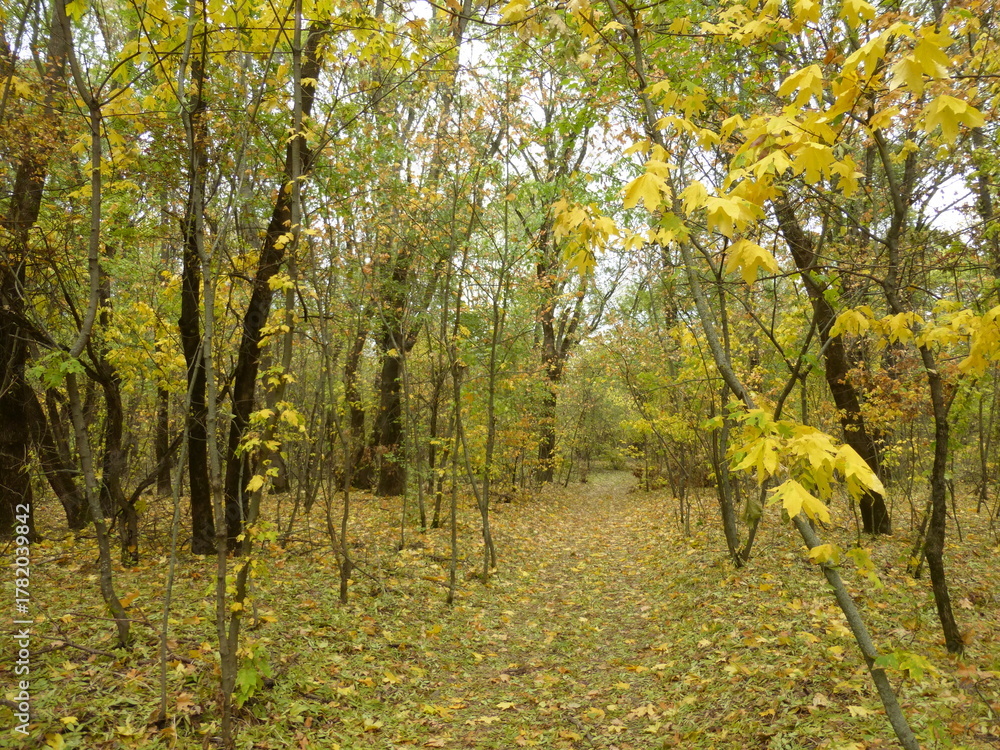 Obraz premium Autumn Forest Landscape