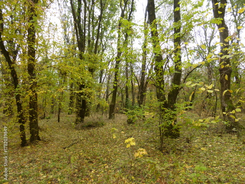 Autumn Forest Landscape