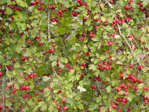 Hawthorn Plant Close-Up
