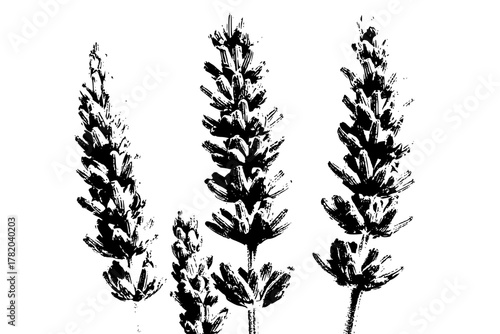 Elegant Lavender Spikes: Artful Display Nature's Beauty | Clean, isolated vector art for creative projects.