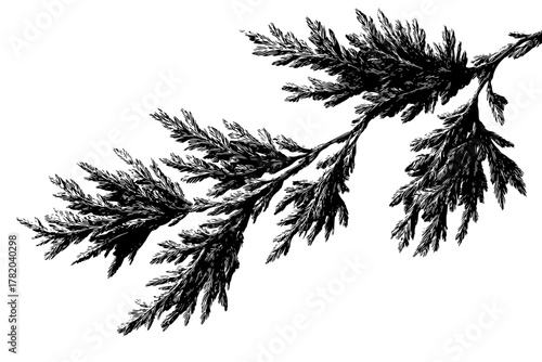 Elegant Juniper Branchlet Artwork | Clean, isolated vector art for creative projects.