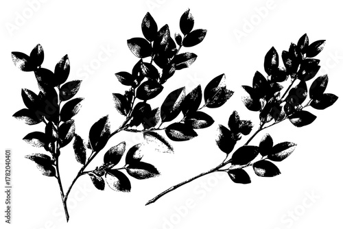 Black White Botanical Art - Japanese Holly Twig Detailed Line Drawing | Clean, isolated vector art for creative projects.