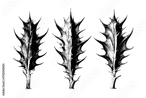 Ethereal Evergreen: Artistic Interpretation Himalayan Cedar Thorns | Clean, isolated vector art for creative projects.