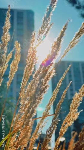 Vertical video. The tips of yellow grass are fluttering in the wind in a city park against the background of a city building. 