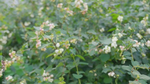 Symphoricarpos albus, also known as the common snowberry