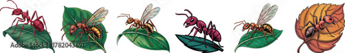 Detailed Vector Set of Red and Winged Ants on Green Leaves: Fire Ant and Flying Insect Illustrations