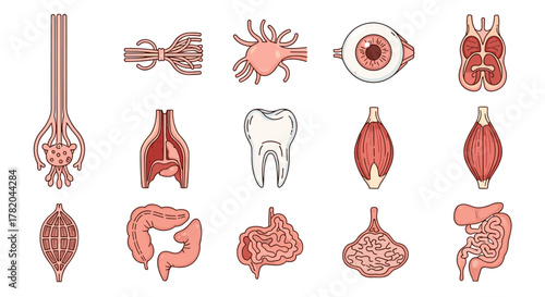 Collection of stylized anatomical illustrations featuring a nerve bundle, neuron, eyeball, kidney, tooth, muscle fibers, intestines, stomach, and liver, presented in a clean, thin-line drawing style