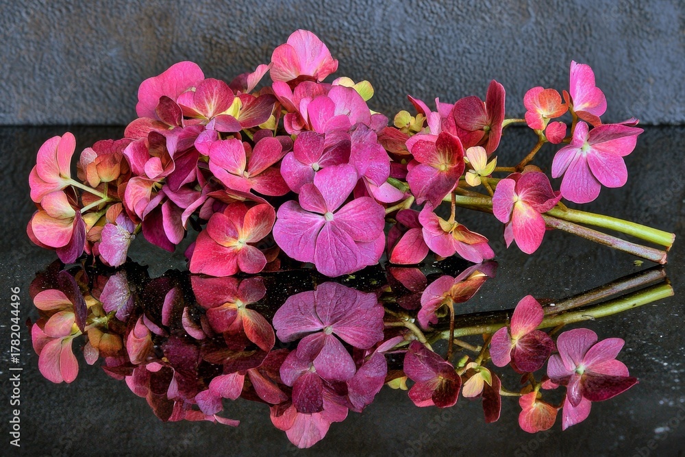 Fototapeta premium Pink Hydrangea Petals Floating on Water Surface in Dark Tone Reflection