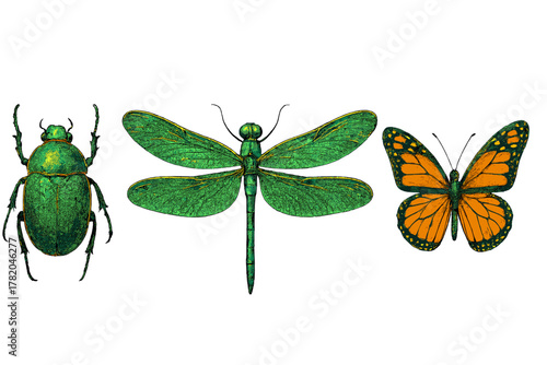 Vintage natural history drawing of a green beetle, large dragonfly, and monarch butterfly specimen