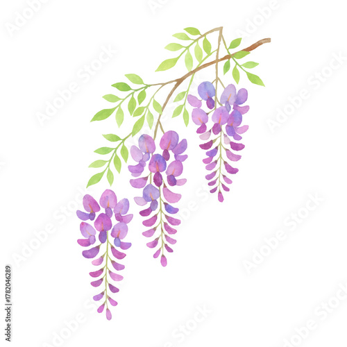 水彩タッチの藤の花の枝飾りイラスト