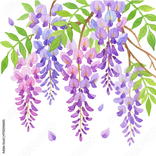 華やかな藤の花の水彩イラスト（春の花）