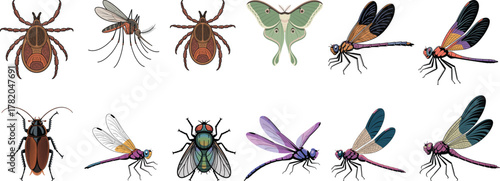 Detailed Vector Set of Various Arthropods: Dragonflies, Ticks, Moth, Mosquito, Fly, and Beetle Illustrations