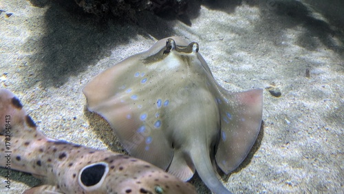 Blaupunktrochen