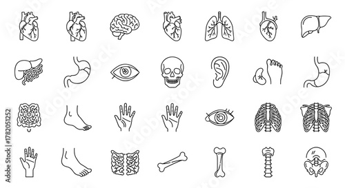Modern Thin Line Vector Icons of Human Anatomy and Body Parts: A Comprehensive Set Featuring Organs, Skeleton Components, and Pictograms for Medical and Educational Use, Editable and Scalable for