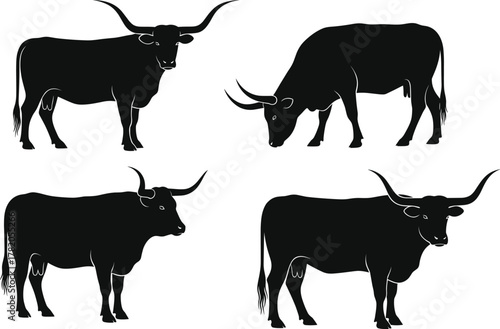 Set of black longhorn cattle silhouettes, grazing and standing in different poses, isolated vector illustration for farm animal design, agriculture, livestock concepts