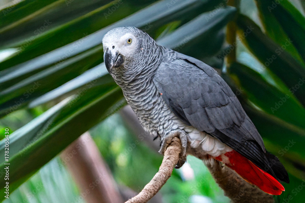Fototapeta premium Perroquet jaco ou gris du gabon