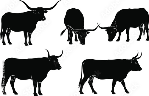 Set of bull and cow silhouettes in different standing and grazing poses, vector illustration for farm, livestock, ranch, and agriculture design