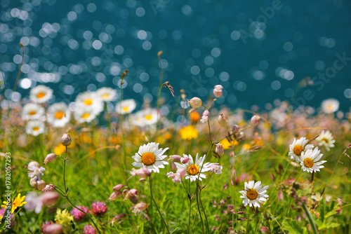 Fototapeta wildflower meadow with marguerites, blurry ocean background with light circles