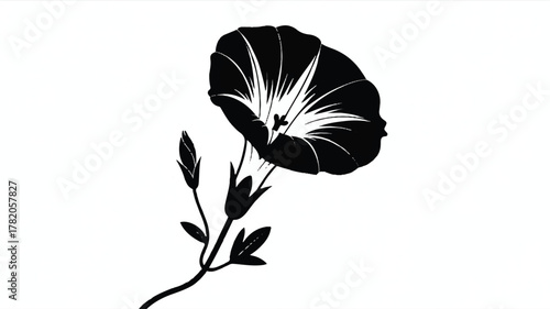 A black and white silhouette illustration of a morning glory flower against a white background.  

