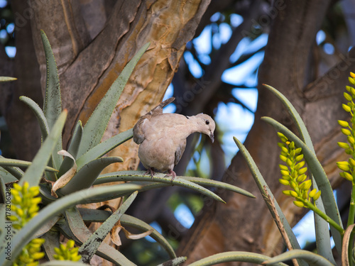Turtle dove resting among aloe leaves with yellow flowers
