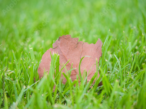 Dry leaf on green grass in natural foreground