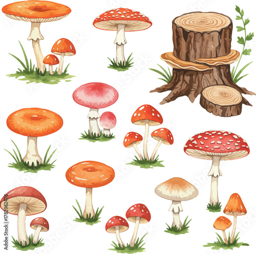 Variety of forest fungi and a rustic wood stump