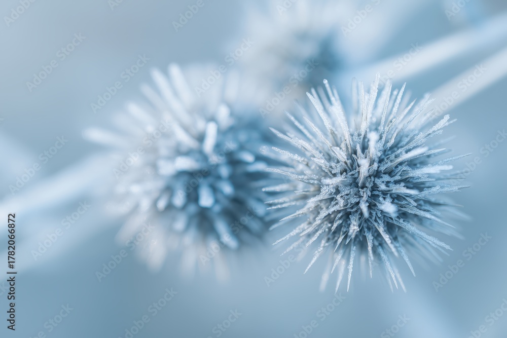 custom made wallpaper toronto digitalFrozen Thistle Buds Covered in Snow Crystals. Frozen Flowers of January. Very cold weather month of January 
