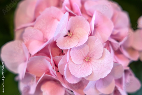 close up of pink hydrangea flower