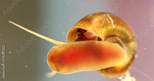 Spotted snail and Physa. Close-up aquarium background scenes. macro freshwater snails slowly moving across the aquarium tank glass. 