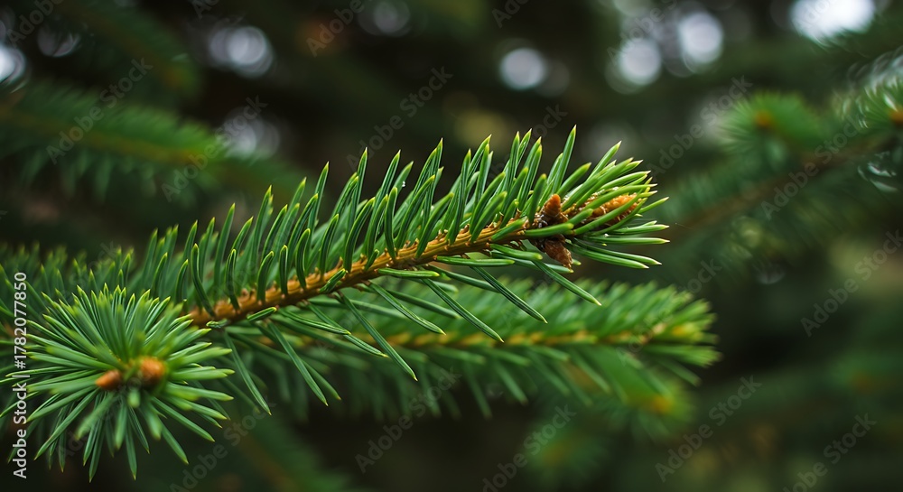 Fototapeta premium Close-up of vibrant green fir branch with tiny buds, soft focus background