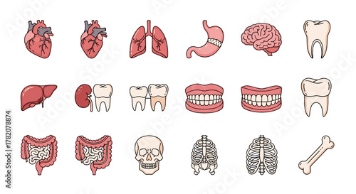 A vibrant and diverse collection of cartoon-style vector illustrations depicting essential human internal organs, teeth, and bones, perfect for educational materials, medical websites, and