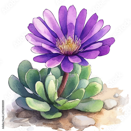 watercolor of Ice Plant Flower, vector, isolated on a white background.