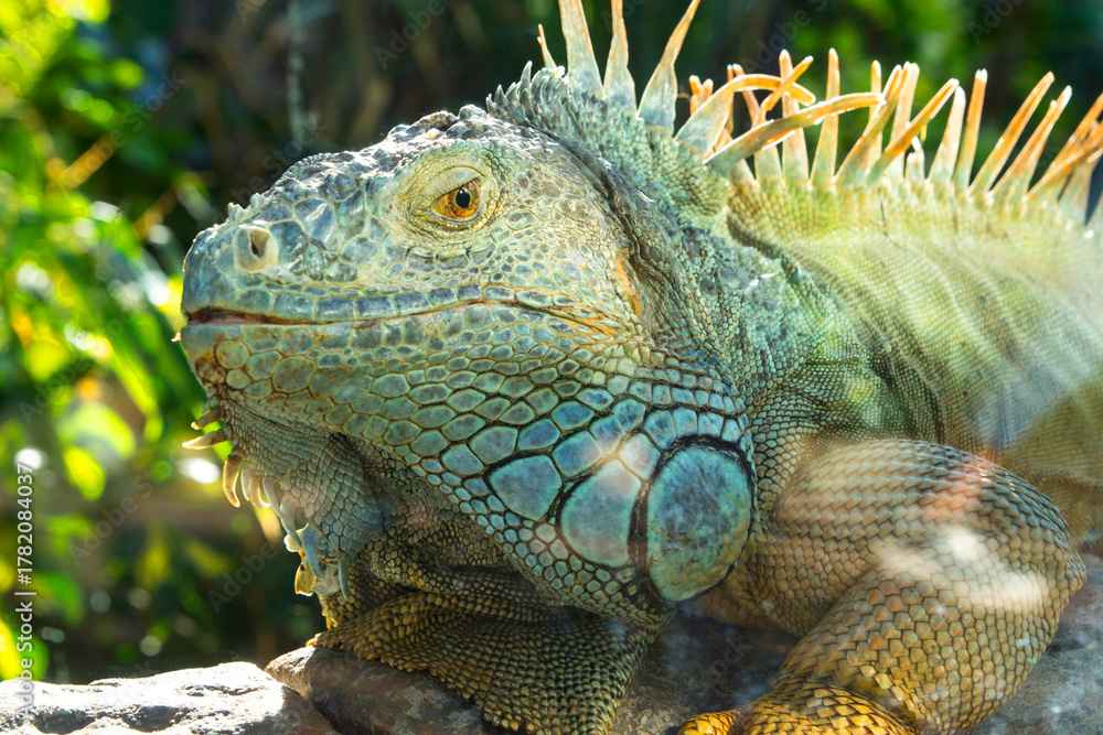 Obraz premium A stunning close-up of a vibrant Green Iguana, showcasing its scaly, textured skin in shades of green, turquoise, and yellow, with spiky dorsal crests.