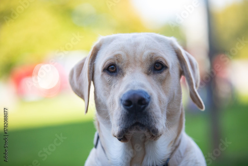 Yellow Labrador Retriever close-up portrait outdoors