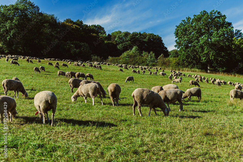 Fototapeta premium Sheep grazing peacefully in a lush green meadow under a blue sky surrounded by trees during a sunny afternoon