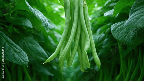 Bunch of green beans hanging from a vine. the beans are long and slender, with a pointed end and a pointed tip. they are hanging from the vine with their stems and leaves visible in the background.