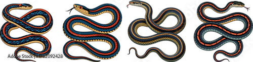 Detailed Garter Snake Vector Set: Striped Blue, Orange, and Yellow Reptile Collection