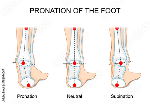 Pronation and supination of the foot.