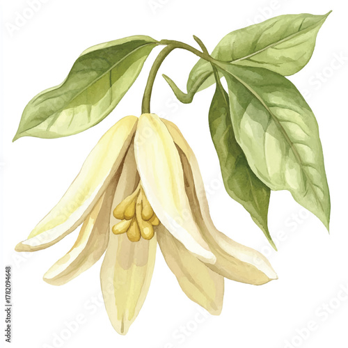 Elegant white flower with green leaves botanical illustration natures beauty.