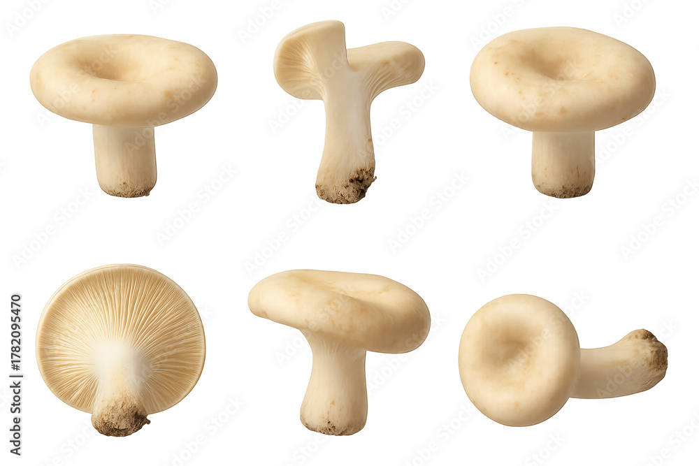 Fototapeta premium Set of six white button mushrooms shown from multiple angles, highlighting caps, stems, and gills