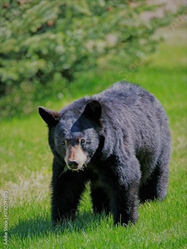 Black Bear young adult standing on grass, looking.