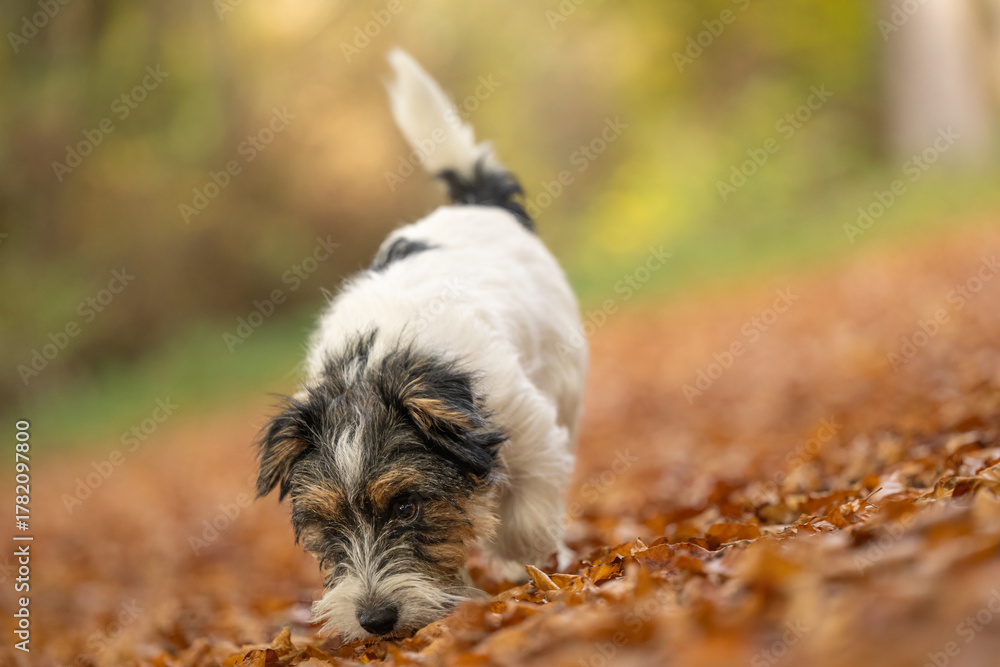 Naklejka premium Cut tricolor small one year young Jack Russell Terrier dog is following a trail outdoors in autumn