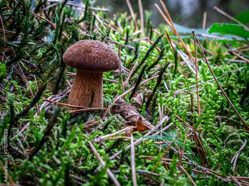 Braunkappe im feuchten Moos – Maronenröhrling im Nadelwald